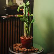Cacto em vaso de barro decorando o elegante interior da barbearia.